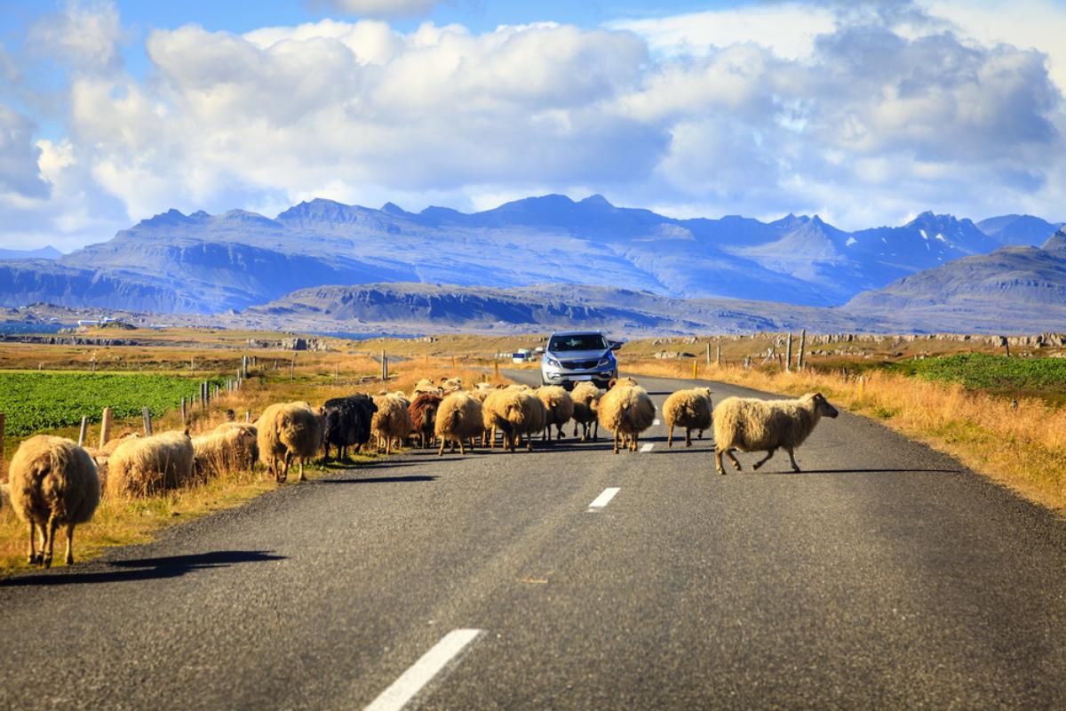 Sheep Crossing the Road in East Iceland A herd of sheep blocking the road while a car waits, set against the dramatic backdrop of Icelandic mountains.