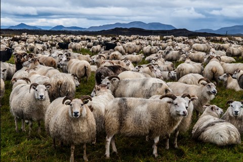 Sheep in Iceland: The Furry Traffic You Didn’t Expect on Your Road Trip