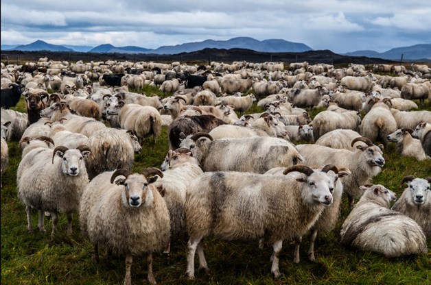 Sheep in Iceland: The Furry Traffic You Didn’t Expect on Your Road Trip